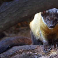 харза :: Михаил Бибичков