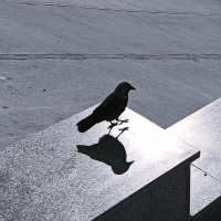 Дичь со своей тенью :: svk *