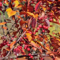 Красота ноября :: Татьяна Машошина