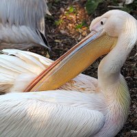 редкие птицы в городе :: Олег Лукьянов