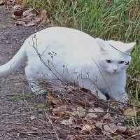 Домашняя красавица на прогулке. :: Валентина Нефёдова Домашняя красавица на прогулке. :: Валентина Нефёдова