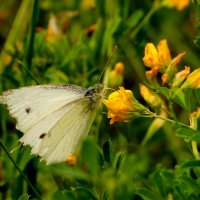 опять про бабочек...32 :: Александр Прокудин опять про бабочек...32 :: Александр Прокудин