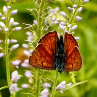 опять про бабочек...35 :: Александр Прокудин