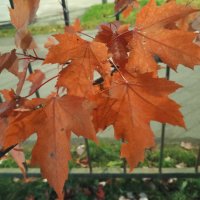 Клён :: Сапсан 