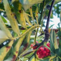 *** :: Денис Масленников