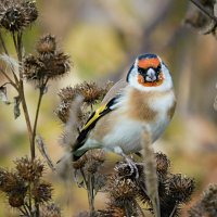 Щегол :: Лина 