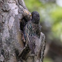 скворец. :: юрий макаров скворец. :: юрий макаров