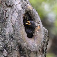 скворец. :: юрий макаров