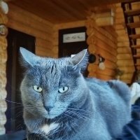 Серьёзный Басик :: Ольга Довженко Серьёзный Басик :: Ольга Довженко