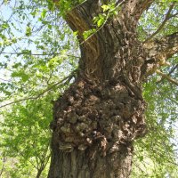 трезубец :: Елена Шаламова трезубец :: Елена Шаламова