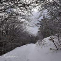 Природа Крыма :: Amazing Cosmea