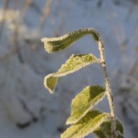 А поутру они проснулись... :: Ольга 