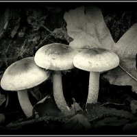 Три богатыря :: Aleksandr Gal