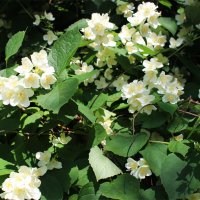 Жасмин :: Любовь ***