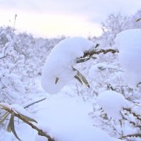 - :: Владимир Мигонькин