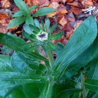 ..   из серии"цветы запоздалые"..... :: galalog galalog