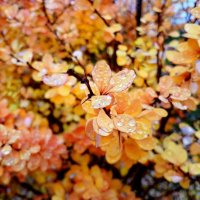 Кркаски ноября. :: Лия ☼ Кркаски ноября. :: Лия ☼