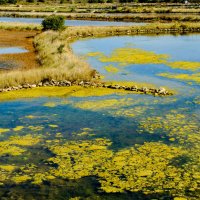 Солончак на острове Нуармутье :: Георгий А Солончак на острове Нуармутье :: Георгий А
