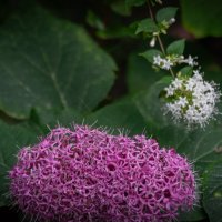 Томский ботсад :: Prinz Eugen 