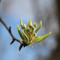 Новая жизнь :: Екатерина Леш