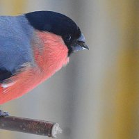 пора перекусить :: леонид логинов