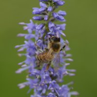 Летнее.... :: Sergey (Apg)