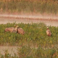 Журавли :: Сергей Лычагин