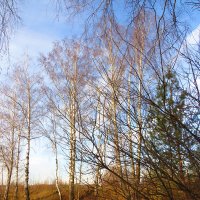 Прощальные краски осени :: Андрей Снегерёв