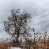 Холодное одиночество :: Ирина 