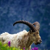 Цветочный этюд ... :: Андрей Любимов