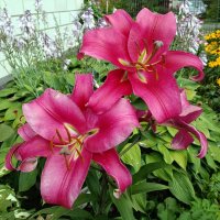 Лилии. :: Ирина *** Лилии. :: Ирина ***