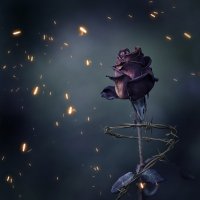 Красная роза эмблема любви :: Vladimir 