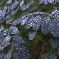 Дождь начинается. :: Lucy Schneider 