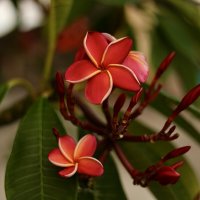 Цветок франжипани Таиланд :: Натали Королева