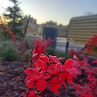 Барбарис :: Сапсан 