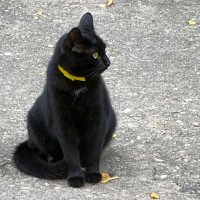 Кошкин профиль. :: Милешкин Владимир Алексеевич 