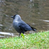 Профиль галки. :: Милешкин Владимир Алексеевич Профиль галки. :: Милешкин Владимир Алексеевич