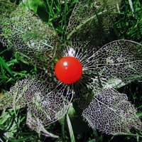 Во всей красе :: Людмила Смородинская