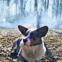 Чак на даче :: Ольга Довженко Чак на даче :: Ольга Довженко