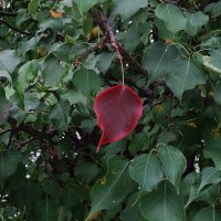 Первый :: Елена Шаламова Первый :: Елена Шаламова