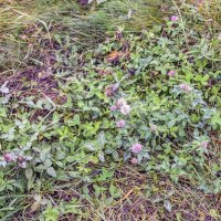 Ноябрьские :: Валерий Иванович