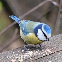 Лазоревка :: Лина 