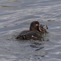 турпан. :: юрий макаров