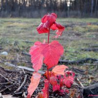 Последние краски ноября... :: Андрей Заломленков
