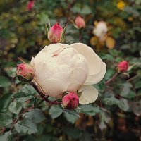 ,,, :: Сергей Тимоновский