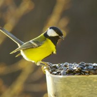 Ура ! Солнышко ! ! ! :: Юрий Куликов