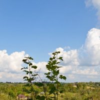 Изборская крепость - главный форпост Средневековой Руси :: Виктор Осипчук Изборская крепость - главный форпост Средневековой Руси :: Виктор Осипчук