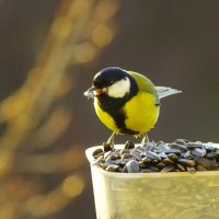 "Попробуй, тут - справиться !" - мысленно сказала синица ;) :: Юрий Куликов "Попробуй, тут - справиться !" - мысленно сказала синица ;) :: Юрий Куликов