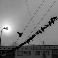 Голубь птица мира :: Надежда 