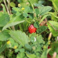 Земляника :: Екатерина Леш